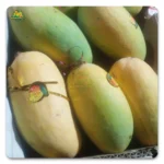 Pakistani Mangoes in Uae